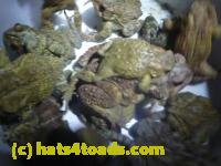 /home//u458753944/public_html/sourcegallery//////////////////////////////Roxborough Toad Detour/2013-2019/2014/2014-04-12/P1140949.JPG